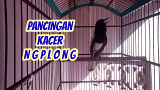 kacer ngeplong sore hari cocok buat pancingan