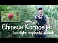 Download Lagu Chinese Kornoelje: heerlijke tropische smaak!
