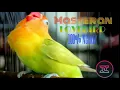 lovebird masteran durasi 2 jam