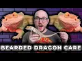 Complete Bearded Dragon Care Guide Everything You Need To Know in 2023
