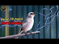 Download Lagu TRUCUKAN GACOR TRAPI BURUNG TRUCUKAN BAHAN AGAR MAU BUNYI