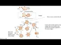 Immuno2 intro2
