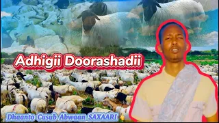 DHAANTO CAJIIB AH DANBAN CAAWA LEEYAHAY ABWAAN SAXAARI OFFICIAL VIDEO 2024  DHAANTO CAJIIB AH DANBAN CAAWA LEEYAHAY ABWAAN SAXAARI OFFICIAL VIDEO 2024