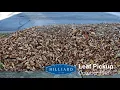 Leaf Collection in Hilliard