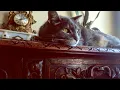[playlist] afternoon at the cat cafe | study, reading, journaling