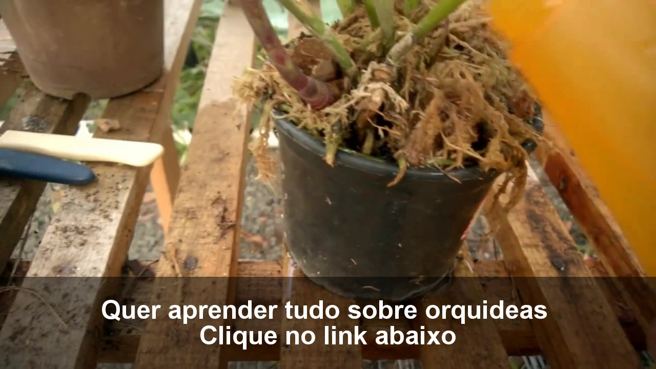 COMO CUIDAR DE ORQUIDEA VANILLA