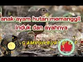 Download Lagu terbaru suara anak ayam hutan paling ampuh buat pikat induk dan jantan telah lulus uji coba....!