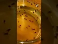 The Secret to Catching Flies Apple Cider Vinegar Trap