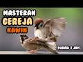 Download Lagu FULL 1 JAM ⁉️MASTERAN AMPUH BURUNG GEREJA KAWIN…