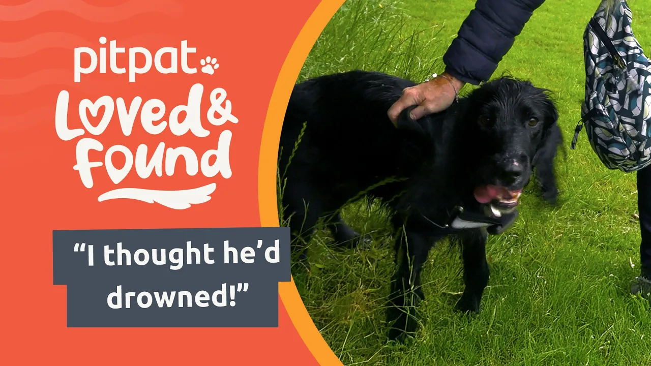 PitPat — Pitpat — Loved & Found (YouTube video ad)