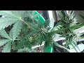 breeder update on auto fadtbuds and herbies seeds