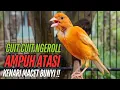 Lagu SUARA Kenari GACOR PANJANG Pancingan \u0026 masteran Kenari Paud AGAR gacor AMPUH Kenari MACET bunyii