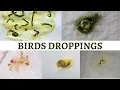 Birds Droppings Feathershood know your birds condition by seeing their poop