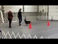 Rev - AKC Obedience Novice A