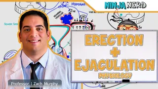 Male Reproductive System Erection Ejaculation 
