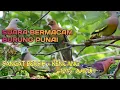 Download Lagu SUARA PIKAT PUNAI PALING AMPUH | MASTERAN BURUNG PUNAI