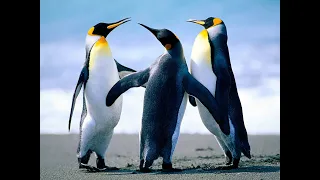 اغنيه اسلاميه  غازلتها فتبسمت دندنها