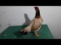 Gallina Asil Cobra Inf 6141882742
