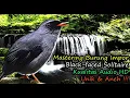 Download Lagu Masteran Burung Luar Negeri Suara Unik - Black-faced Solitaire (Myadestes Melanops)