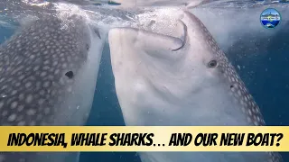 Indonesia, Whale Sharks… and Our New Boat? Eps 69
