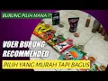 Download Lagu Voer burung apa yang cocok untuk burung kita? Voer burung protein tinggi? atau voer protein rendah?