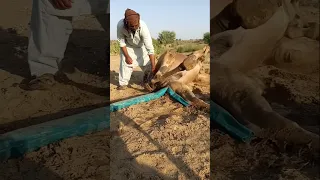 هم يضبطون الأنبوب خلف الجمل 