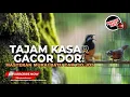 Download Lagu 🔴Masteran Tepus Pala Abu Gacor Kasar vs Masteran Cucak Cungkok Super Gacor Nembak Isian Tajam