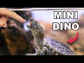 I Got a Pet Dinosaur