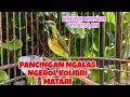 Download Lagu KOLIBRI MATARAI / SOGON MATARI TROTOL NGALAS NGEROL KHAS NUSA TENGGARA