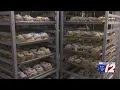 Bakeries prepare thousands of zeppole for St Joseph s Day
