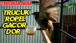 Download JUARAAA !!! TRUCUKAN ROPEL GACOR AMPUH MELATIH MEMANCING TRUCUK BELAJAR ROPELAN MP3