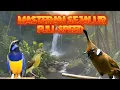 Download Lagu #11 MASTERAN MURAI BATU SEJALUR FULL SPEED ISIAN CUNGKOK, KOLIBRI, CILILIN