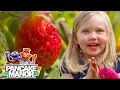 Strawberries Educational for Kids and Toddlers