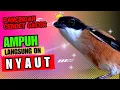 Download Lagu PANCINGAN BURUNG CENDET GACOR jitu buat Pancingan Cendet Agar Bunyi EMOSI❗