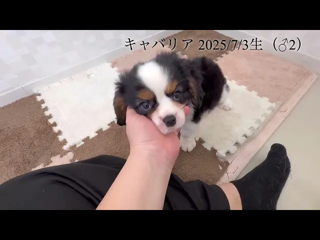 動画