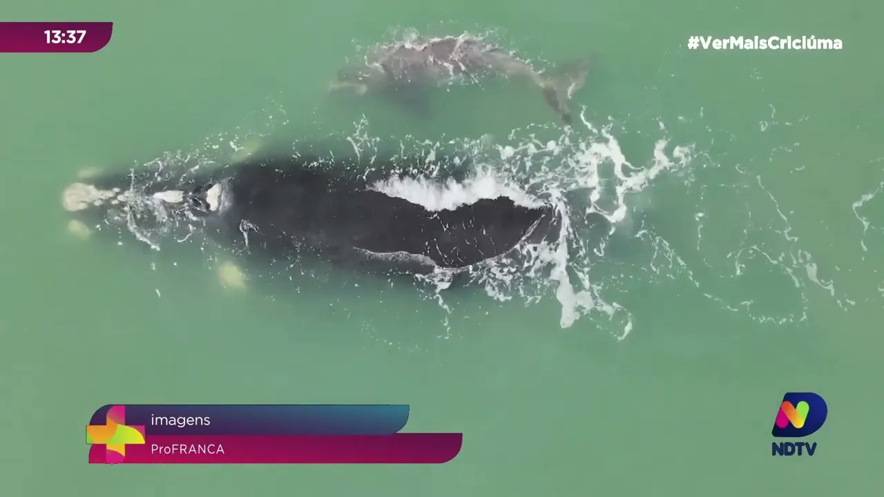 Primeiro filhote de baleia-franca é registrado no litoral Sul do estado