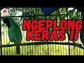 Download Lagu NGEPLONG KERAS! suara CUCAK IJO ini mampu pikat burung lain ikut EMOSI dan GACOR