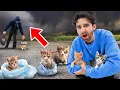 Someone Is ABANDONING Kittens In My Neighborhood (CAUGHT ON CAMERA)