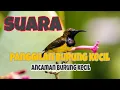 Download Lagu Sudah Terbukti Ampuh,Suara Pikat Burcil Kejepit,Di Jamin Langsung Pada Ngumpul