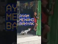 Download Lagu Bocil VS ayam, kali ini bocil menangis #unik #aneh #adaadaaja