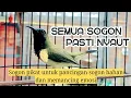 Lagu Pancingan sogon gacor memanggil lawan... Sogon pikat ampuh❗
