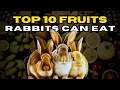 10 Best Fruits Rabbits Can Eat