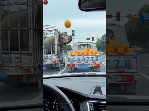 The owner stopped the elephant from stealing things and was retaliated against😂