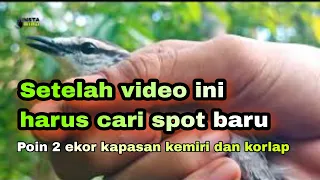 jebakan burung poin 2 ekor kapasan kemiri dan korlap