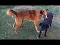 Dog mating season has begun Subscribe to the channel
