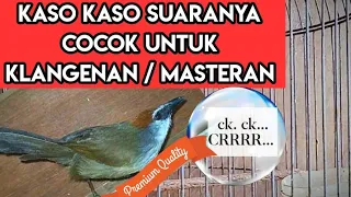 Download CARA MERAWAT BURUNG KASO KASO AGAR CEPAT GACOR MP3