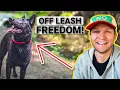 5 THINGS YOU MUST KNOW BEFORE USING THE E-COLLAR
