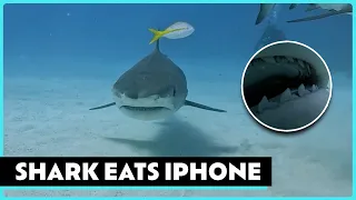 The Moment a Tiger Shark Ate My iPhone 😱