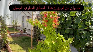 اجمل المتسلقات العطريه جمال الازهار وجمال العطر الفواح 