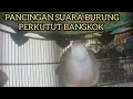 Download Lagu PANCINGAN SUARA BURUNG PERKUTUT BANGKOK MANGGUNG GACOR